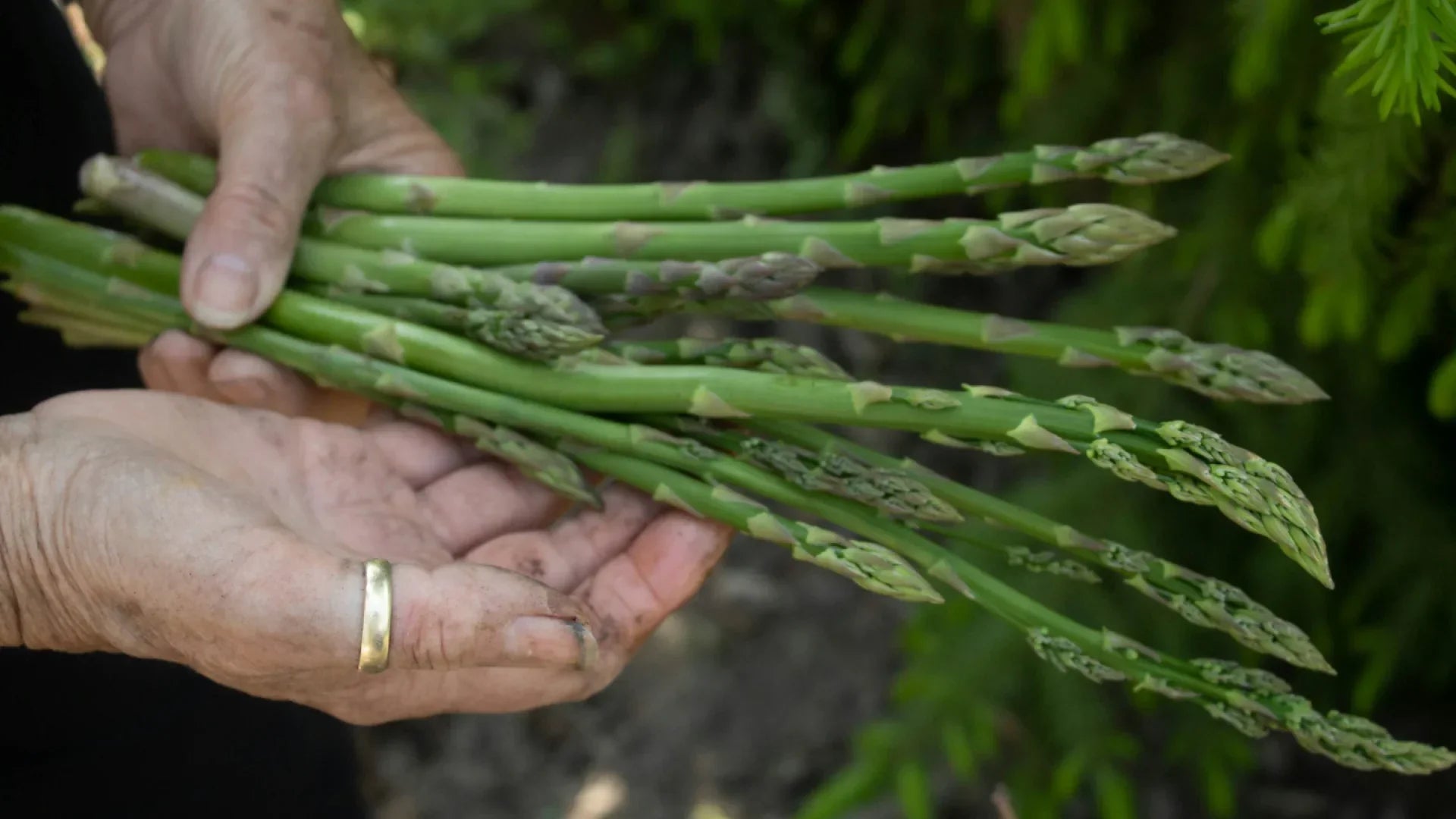 How to grow Asparagus