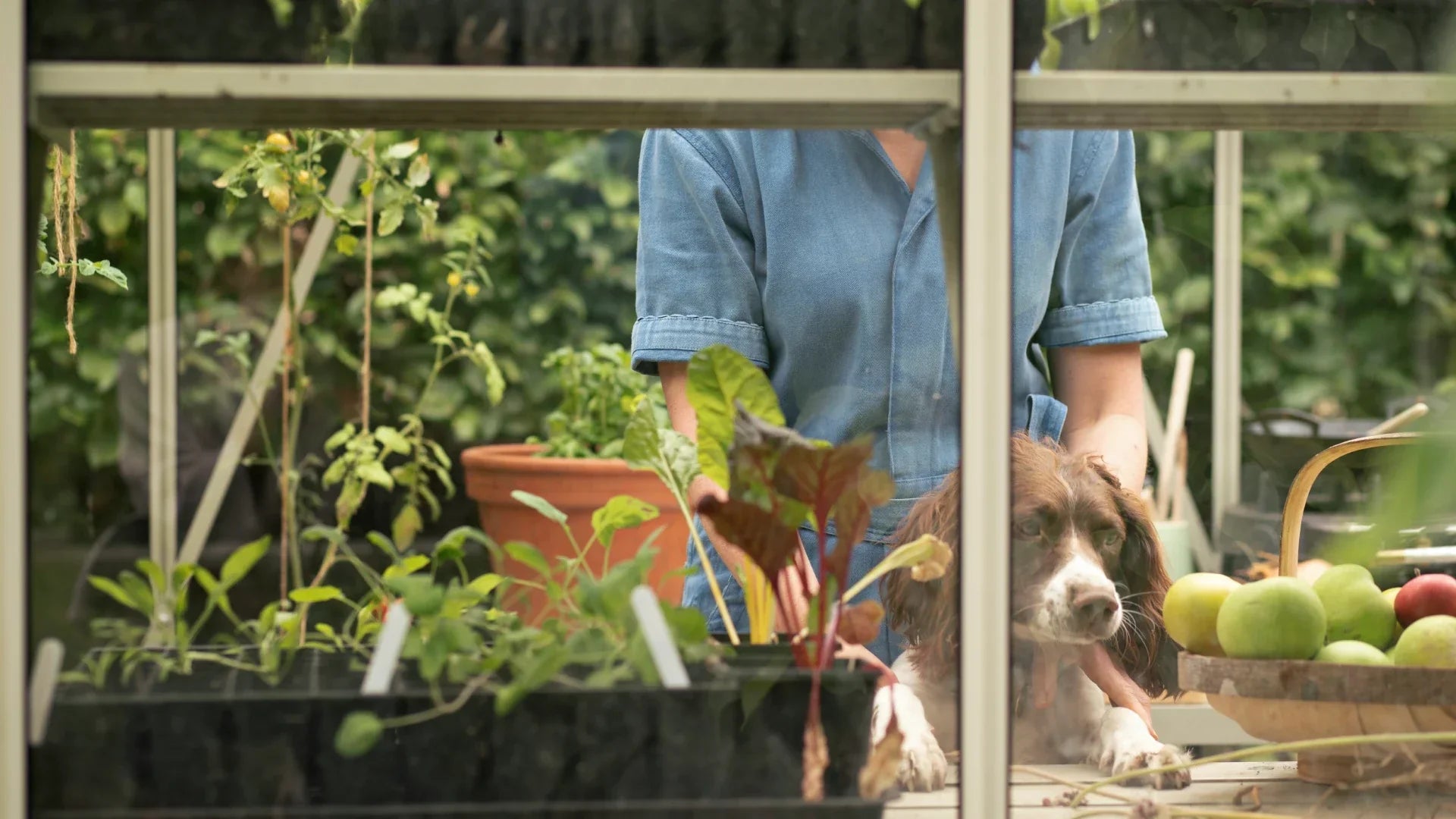 Drought-Tolerant Plants – Low Maintenance Plants For Your Garden