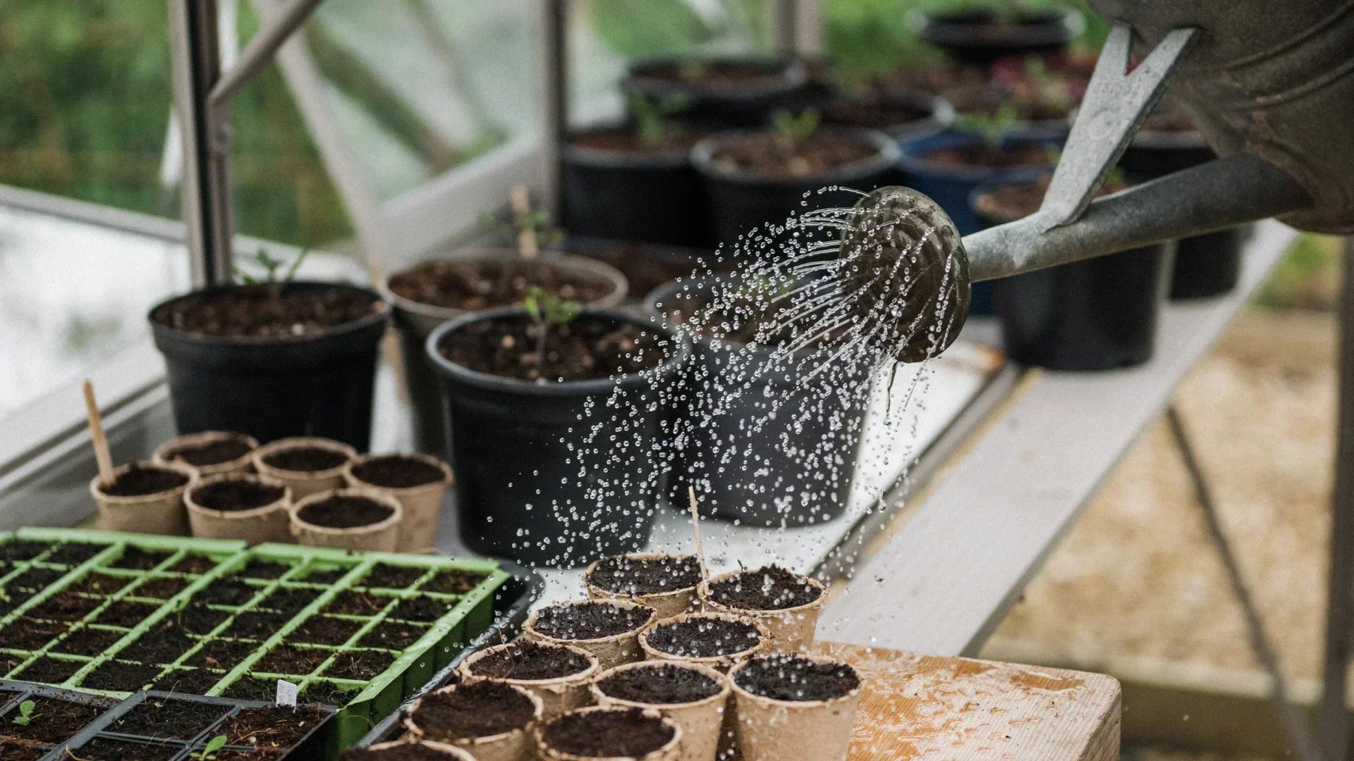 May - What To Sow, Grow & Do In The Greenhouse & Garden