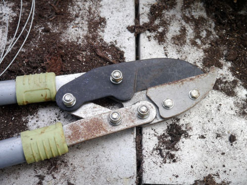 Intro to Gardening: 5 Essential Tools