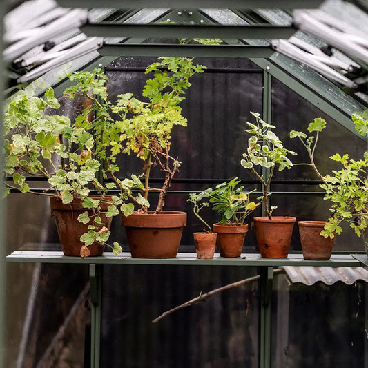Potted plants sit on a shelf, thriving under the glass structure of a Rhino Greenhouse. Various terra-cotta pots house lush green foliage, with sunlight filtering through the transparent roof.