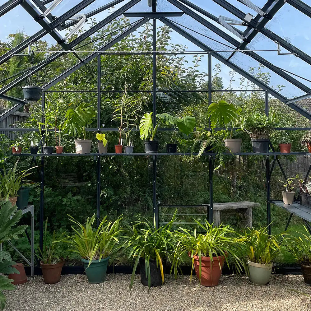 Plants in pots are displayed on tiered shelves inside a glass Rhino Greenhouse. The lush greenery outside provides a vibrant natural backdrop against the clear sky.