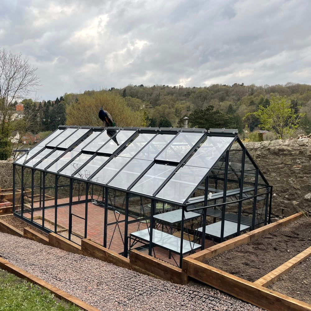 A glass Rhino Greenhouse with a dark frame, featuring a peacock perched on the roof, is surrounded by garden beds and a stone wall, set against a backdrop of trees and hills.