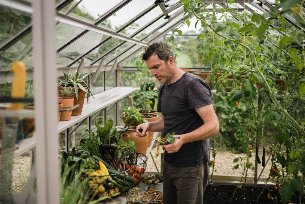 A person inspects harvested vegetables in a Rhino Greenhouse. Surrounding them are lush plants, potted foliage on shelves, and a gravel pathway, creating a vibrant gardening environment.