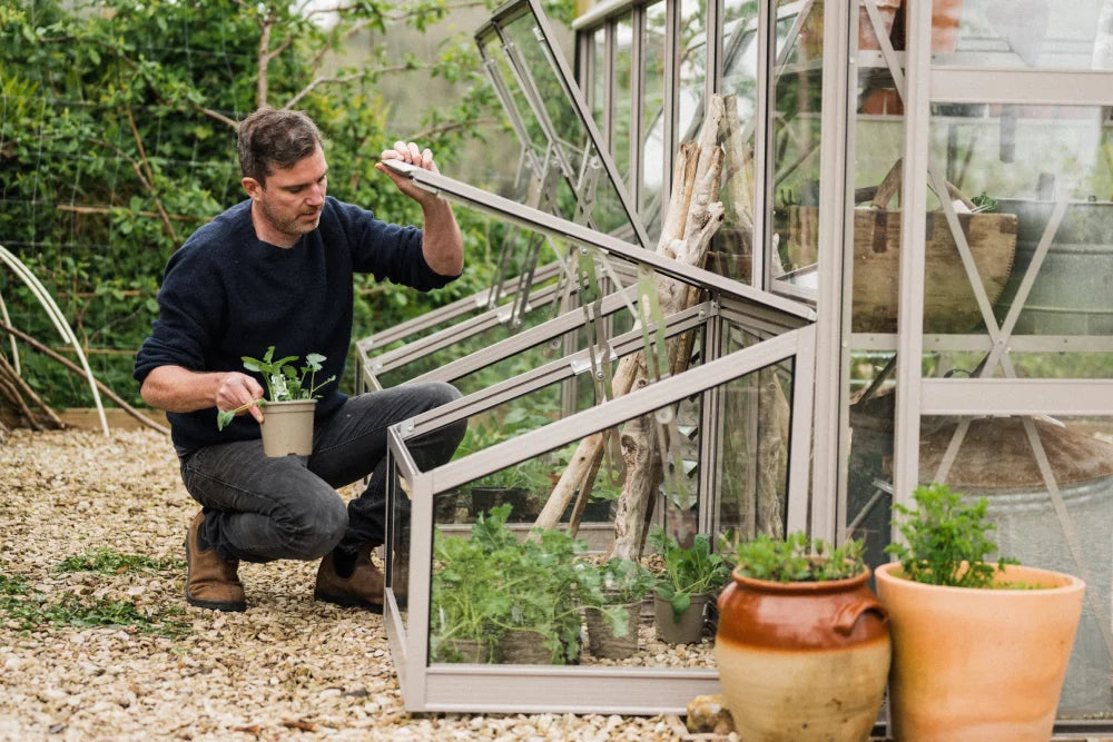 A man kneels, holding a plant pot, adjusting a window on a Rhino Greenhouse. The setting is a gravel-covered garden with surrounding greenery and various potted plants.