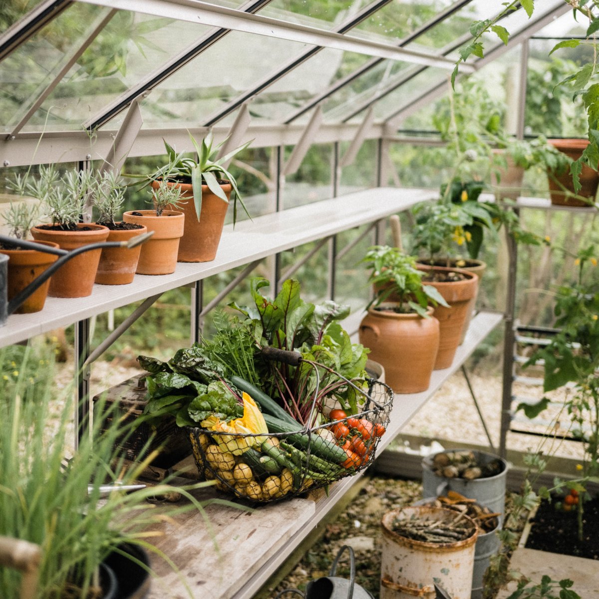 A wire basket holds fresh vegetables on a lower shelf in a Rhino Greenhouse. Potted plants line upper shelves, with leafy greenery surrounding them.