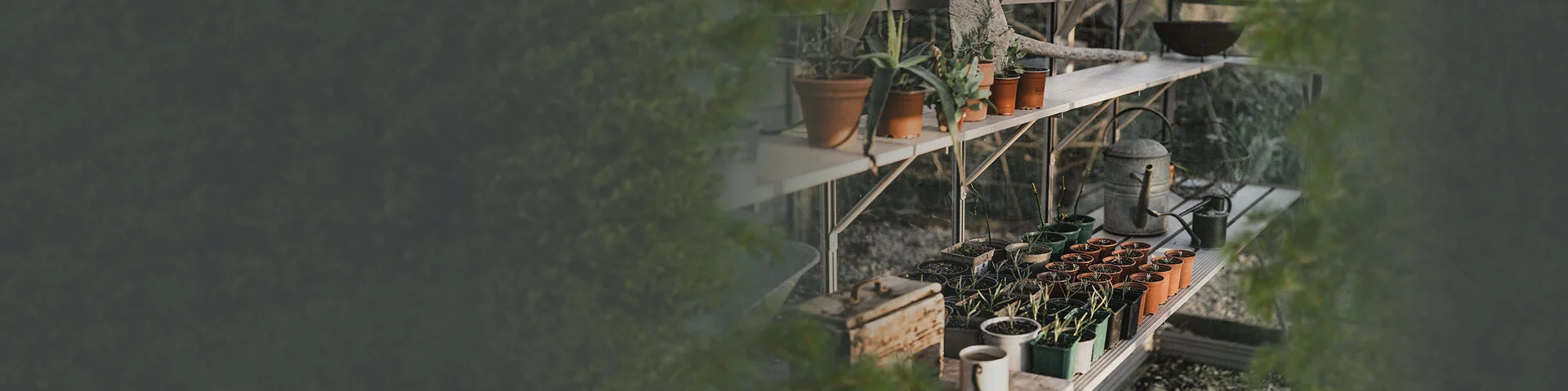 Shelves hold various potted plants, a watering can, and gardening tools inside a Rhino Greenhouse, surrounded by leafy greenery, creating a tranquil gardening environment.