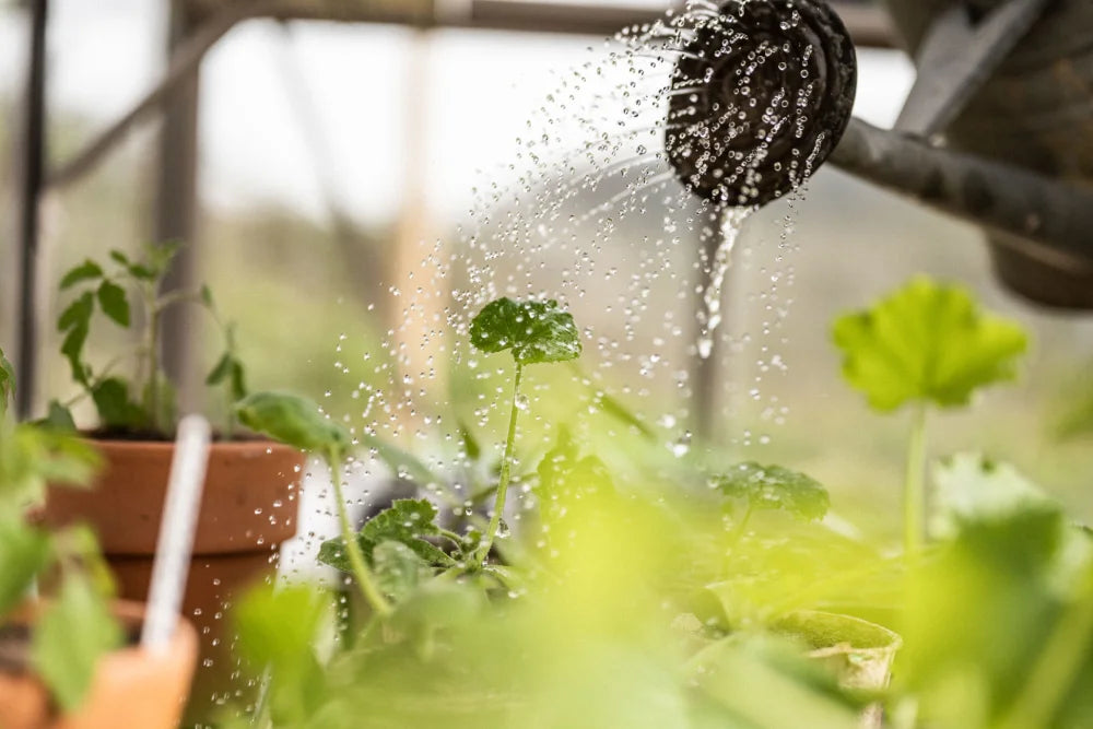 A watering can showers plants in terracotta pots. The setting is a Rhino Greenhouse with a blurred background of metal frames and greenery.