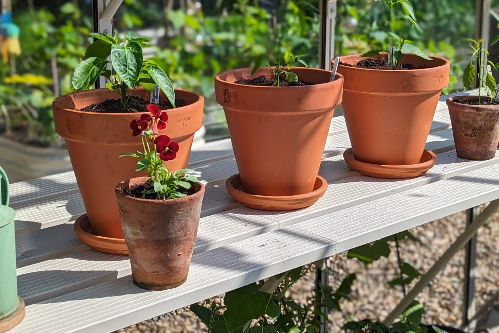 Terracotta pots with thriving plants rest on a white Rhino Greenhouse shelf. In the sunlight, a variety of greenery, including a flowering plant, create a vibrant gardening scene.