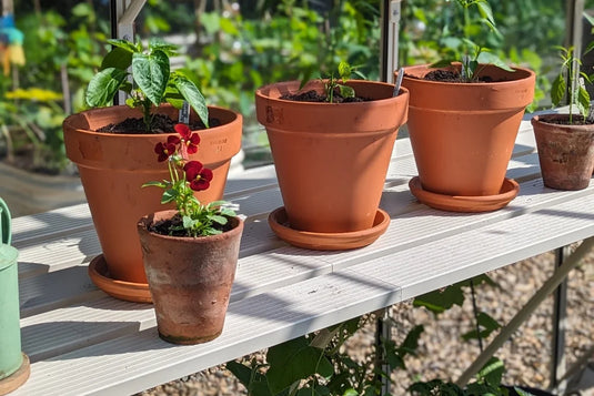 Terracotta pots with thriving plants rest on a white Rhino Greenhouse shelf. In the sunlight, a variety of greenery, including a flowering plant, create a vibrant gardening scene.