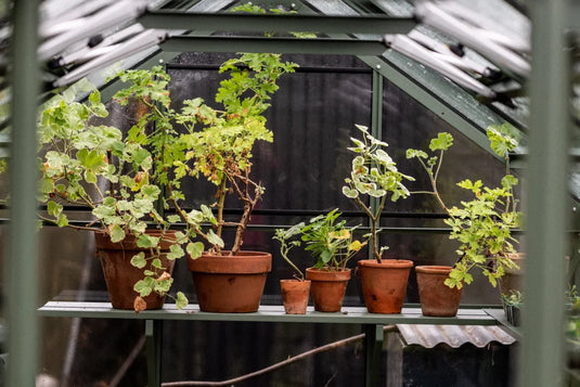 Potted plants sit on a shelf within a Rhino Greenhouse, their green foliage reaching upward. The Rhino Greenhouse features transparent panels and a corrugated metal roof, creating a controlled growing environment.