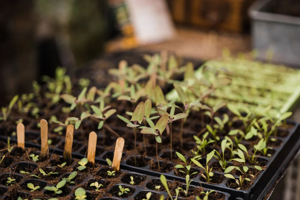 Seedlings are sprouting from small soil-filled trays, arranged neatly with wooden markers. The setting seems to be a Rhino Greenhouse or gardening area, indicated by the structured environment.