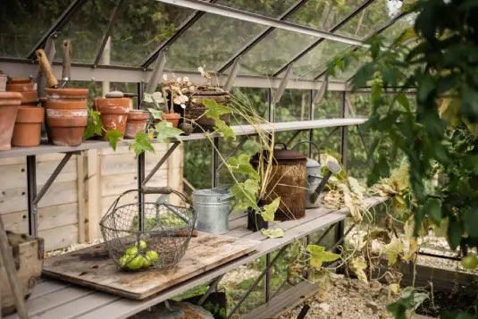 Shelves inside a Rhino Greenhouse hold terracotta pots, watering cans, and a wire basket with fruit. Climbing plants extend along the shelves, surrounded by a wooden wall and glass panels.