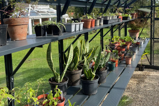 Potted plants are neatly arranged on two black shelves inside a Rhino Greenhouse. The background reveals a grassy area with another Rhino Greenhouse visible through the glass panels.