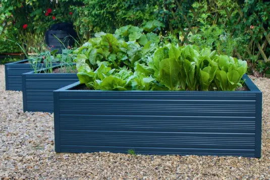 Rhino metal raised garden beds containing leafy green vegetables are set on a gravel surface. In the background, there’s dense greenery and lattice fencing, creating a lush garden environment.
