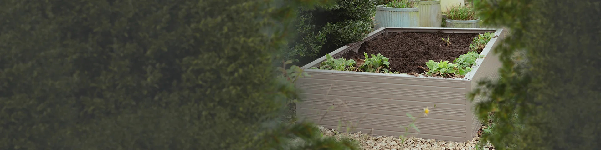A Rhino metal raised garden bed filled with soil and sprouting plants is surrounded by lush greenery and several large planters, set in a garden with a pebble pathway.