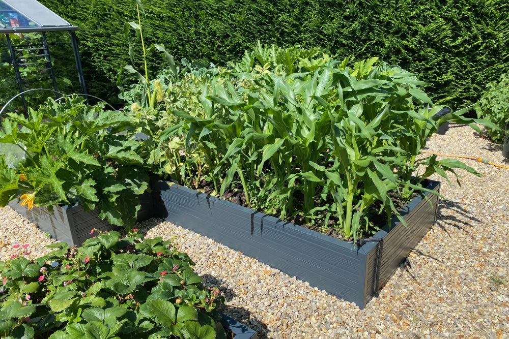 Lush green plants grow in Rhino metal raised garden beds on a gravel path, surrounded by dense hedges, with a Rhino Greenhouse visible in the background.